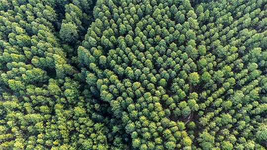 FSC certified acacia forests for wood pellets